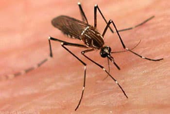 Schools in Ratnapura MC area closed due to Dengue scare