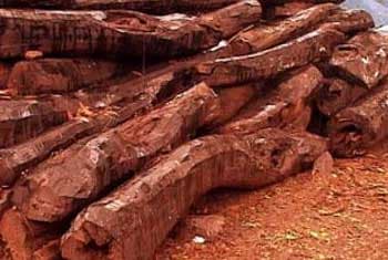 Customs detects transshipment of Red Sandalwood worth Rs.220 mil