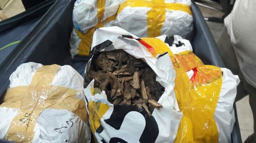 54 year old in possession of 50Kgs of Walla Patta detained at BIA