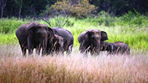 Programme to tame wild elephants?