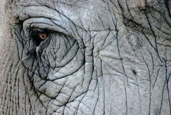 24 injured as elephant runs amok at Perahera