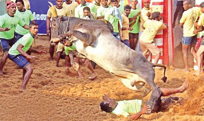 Thondaman’s bull wins him car, cow in Jallikattu carnival