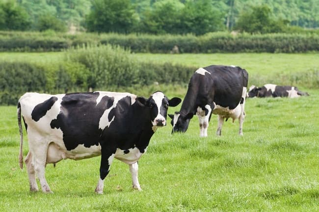 Netherlands to support Sri Lanka’s dairy industry