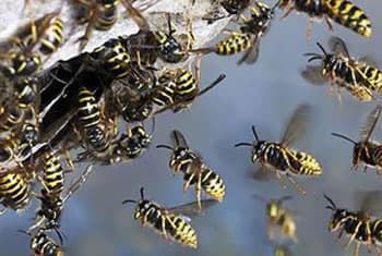 VIDEO: Over 30 tea pluckers stung by hornets