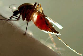 21,000 dengue cases within 6 months