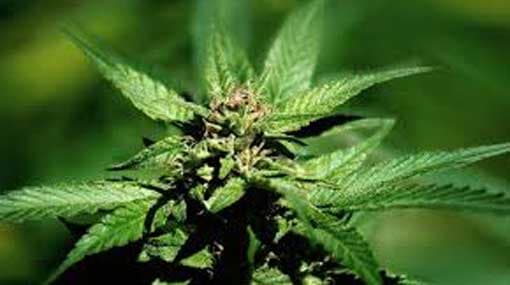STF arrest individual on A32 over possession of Kerala cannabis