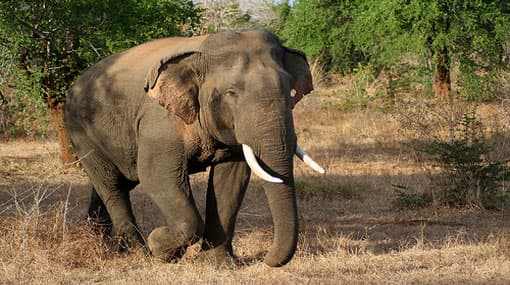 Child killed by elephant in Serunuwara