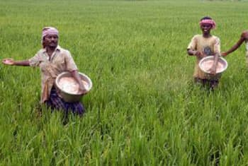 Govt to increase paddy fertilizer for farmers