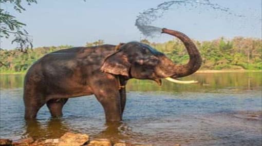 Myanmar gifts young tusker to Sri Lanka