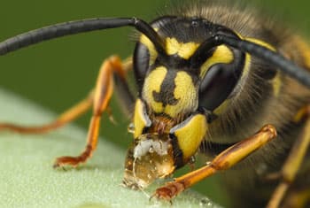 Wasp attack kills 55-year old in Hatton
