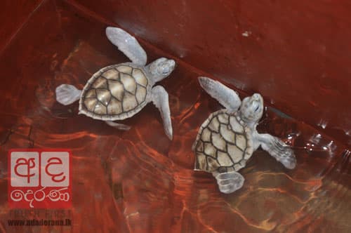 Albino turtle dies in Dehiwala zoo