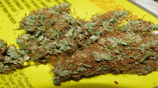 Excise officer arrested with 775 grams of Kerala Cannabis