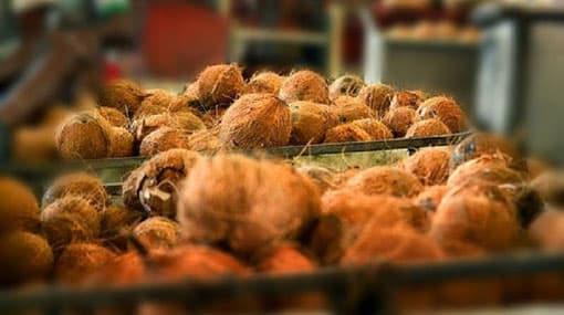 Govt mulls control price for coconuts