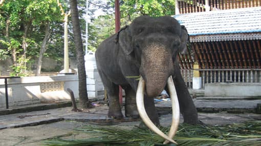 ‘Dala puttuwa’ trial: court orders examination of tusks and gajamuthu