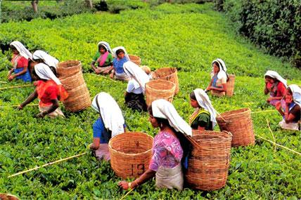 Estate Superintendents oppose Russian tea ban