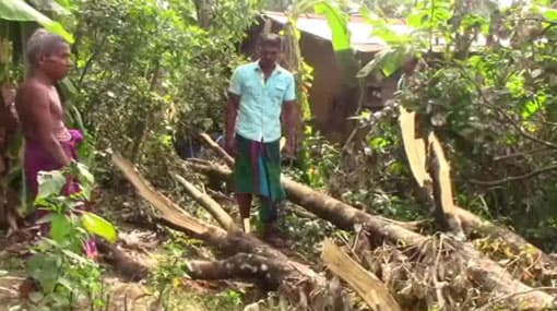 Three-year-old girl dies after tree falls on her