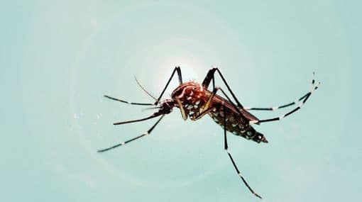 184,442 dengue cases reported in 2017