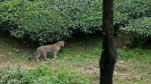 Search for leopard in Hatton continues