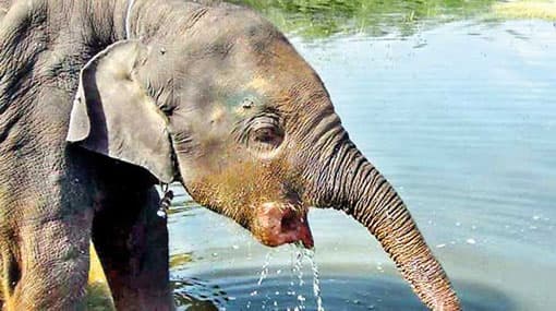 Seven elephant calves killed by ‘Hakka Patas’ traps