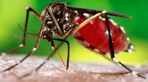 4900 dengue patients reported in 2018