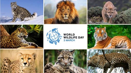 World Wildlife Day today