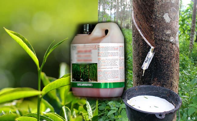 Glyphosate ban lifted for tea and rubber
