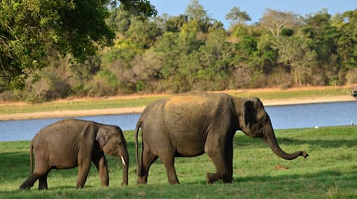 Lahore’s Safari Park to receive two Sri Lankan elephants