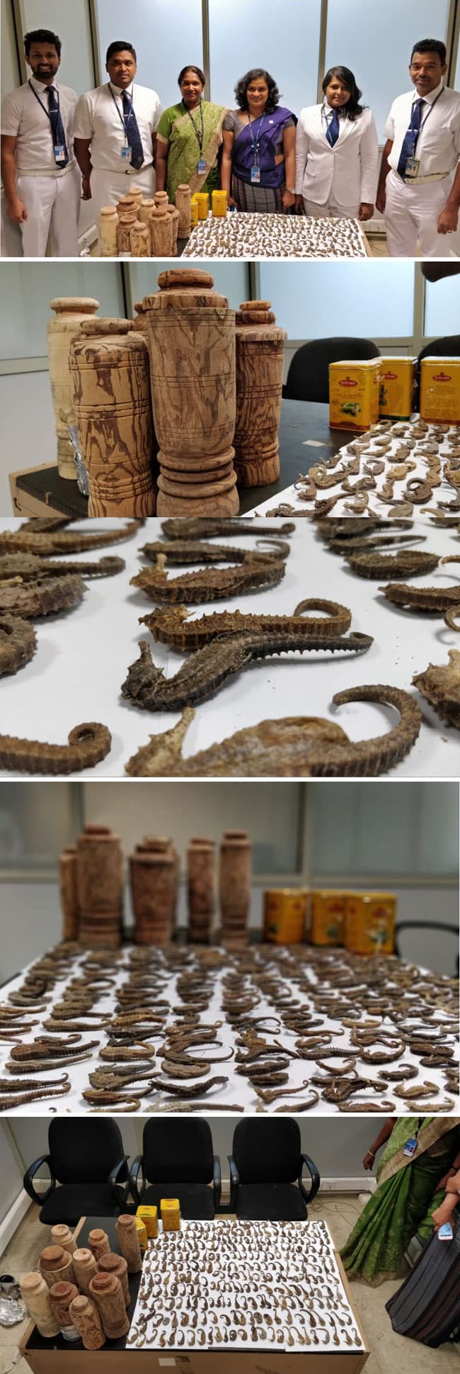 Chinese nationals arrested for attempting to smuggle out sea horses and Kothala Himbutu mugs