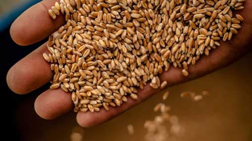 Legal action against businessman for illegally importing wheat seeds