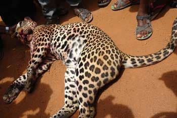 Ten arrested for killing leopard remanded