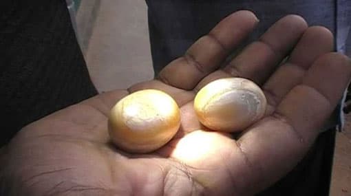 Three including army officers nabbed with elephant pearls