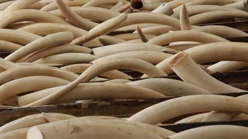Person nabbed for possession of elephant tusks