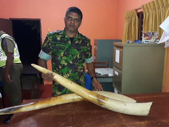Two arrested for attempting to sell ivory tusks