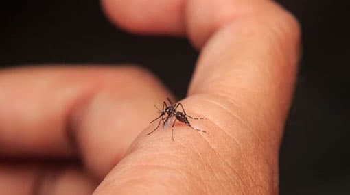 Dengue claims 41 lives in Sri Lanka