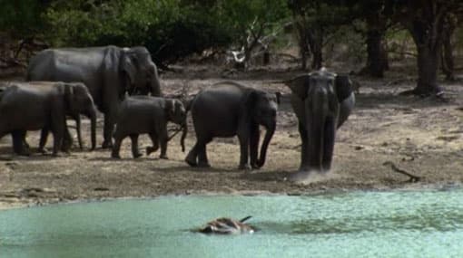 Sri Lanka probes deaths of wild elephants in swamp