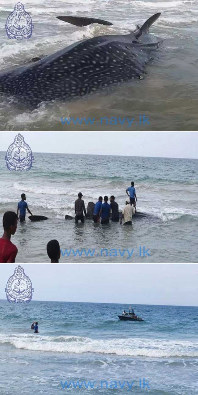 Navy rescues a Whale Shark in the seas off Alampil