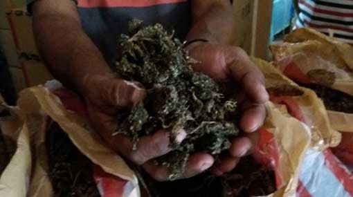 Youth nabbed with 19 kg of Kerala Cannabis