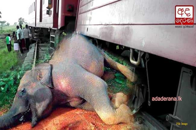 Two more elephants dead and one injured in collision with trains