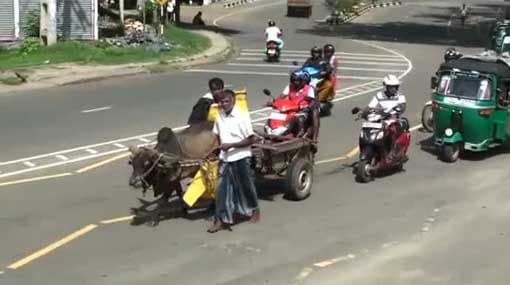 SLPP members ride bullock cart in protest