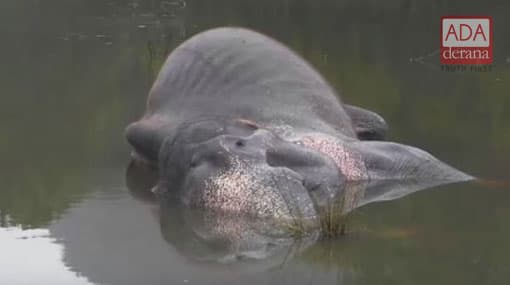 Elephant suffering from gunshot wound found dead