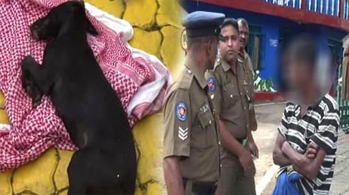 Suspect arrested over sexually abusing pet dog further remanded