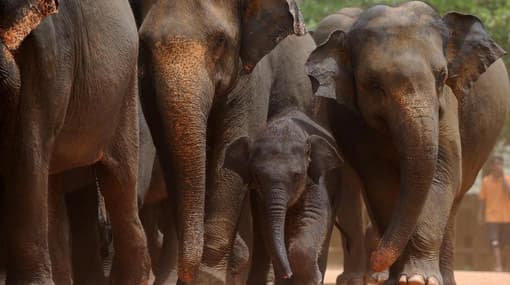 Sri Lanka tackles the elephant in the room - report