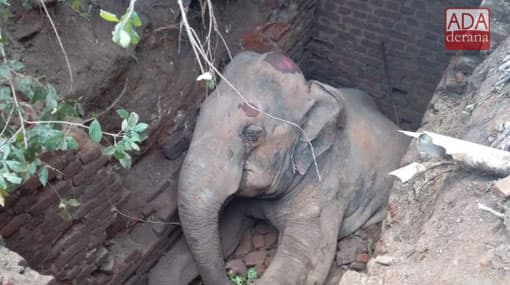 Elephant dies after falling into cesspit