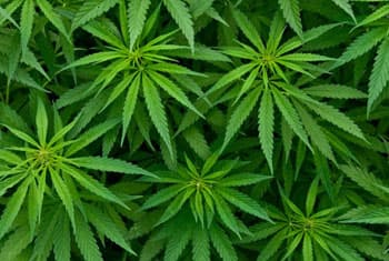 200 kg of marijuana seized in Hambegamuwa