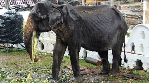 Minister orders probe into use of 70-year-old elephant ‘Tikiri’ for parade