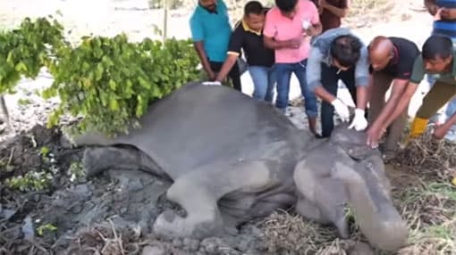 Elephant shot by hunters fighting for its life