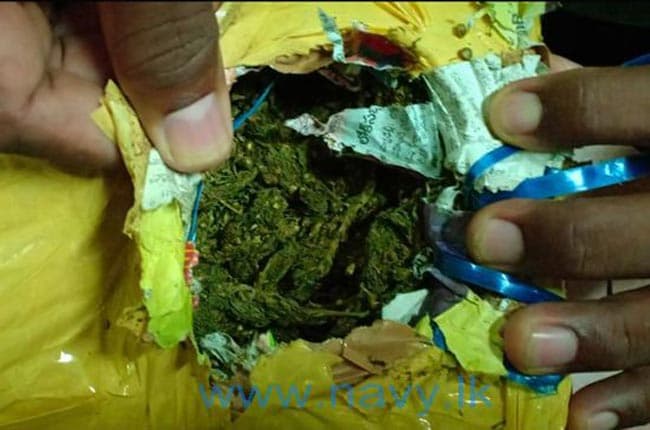 Navy nabs man with Kerala cannabis in Jaffna