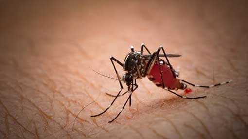 Over 78,000 dengue cases reported this year