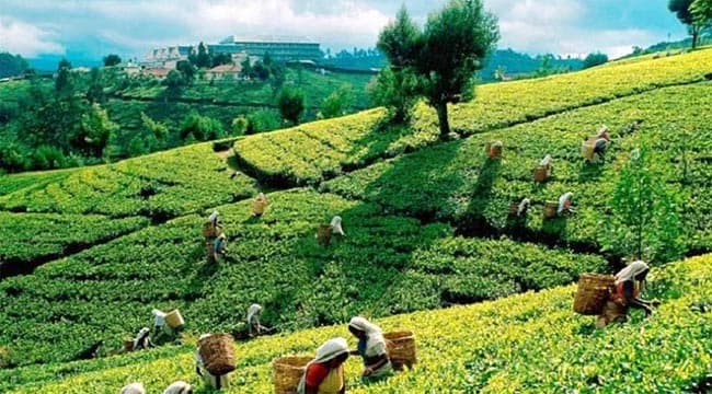 Loan scheme to revive tea industry