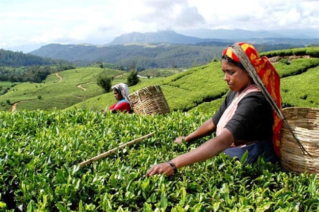 Estate workers’ salary increase effective from today
